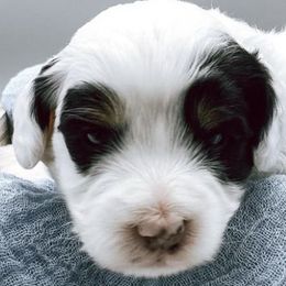 Bernedoodles from Ruby's and Pearl’s Puppies