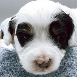 Bernedoodles from Ruby's and Pearl’s Puppies