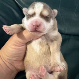Boy 1 - Tri-color male Pomsky puppy in Aberdeen, Idaho from Willow Creek Cresteds