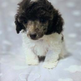Ollie - Parti male Poodle puppy in Cornelia, Georgia from Yates Family Farm