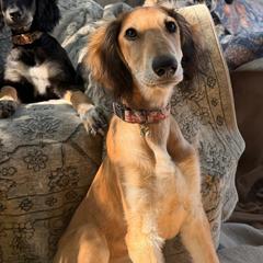 Diyan - Red Collar - Red male Saluki puppy in Los Angeles, California from Srinagar Salukis
