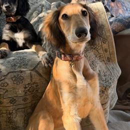 Diyan - Red Collar - Red male Saluki puppy in Los Angeles, California from Srinagar Salukis