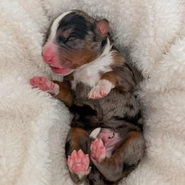 Indy - Merle male Bernedoodle puppy in Apache Junction, Arizona from Coffey House Doodles