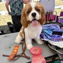 Cavalier King Charles Spaniel Puppies from Cavaliers of House Northup