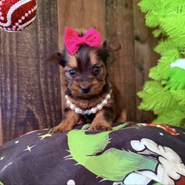 MoAna - Liver female Yorkshire Terrier puppy in Howe, Oklahoma from Ray Holder