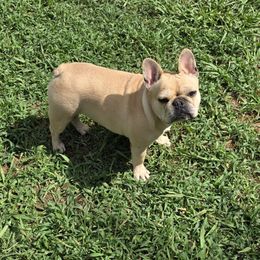 Monday - French Bulldog