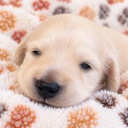 Leo - Cream male Dachshund puppy in Vanceburg, Kentucky from Hearts of Faith Long-Haired Dachshunds