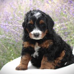 Sugar - Tri-color female Bernedoodle puppy in Eagle Mountain, Utah from Fur Real Puppies.