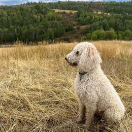 Ziva - Poodle