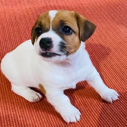 Russell Terriers from Beverly Jack Russells