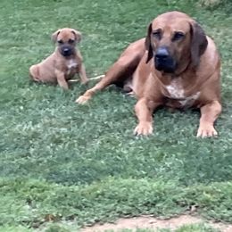Boomer - Rhodesian Ridgeback