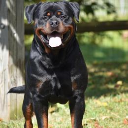 Rottweiler puppies from Sharp Ridge Rottweilers