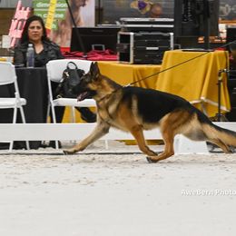 German Shepherd All Grown Up from Jimeni GSD