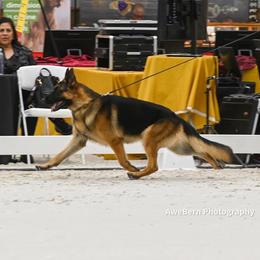 German Shepherd All Grown Up from Jimeni GSD