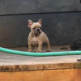 Nacho - Blue fawn male French Bulldog puppy in Belvidere, Nebraska from Amore Kennel