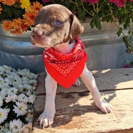Red Boy - Liver and white male German Shorthaired Pointer puppy in Potosi, Wisconsin from Point and Flush Gun Dogs
