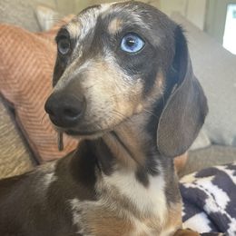 Daphne - Dachshund