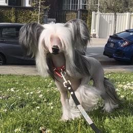 Flower - Chinese Crested