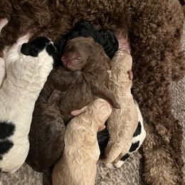 Poodle Puppies from Red Paw Farm