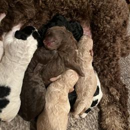 Poodle Puppies from Red Paw Farm