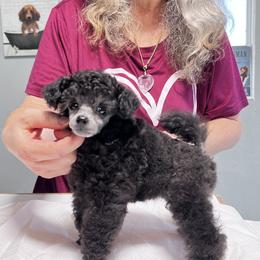 Poodle Puppies from Araceli Toy Poodles