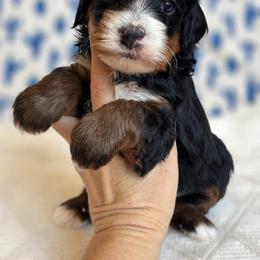 Rocky - Tri-color male Bernedoodle puppy in Peoria, Arizona from Grand Canyon Bernedoodles