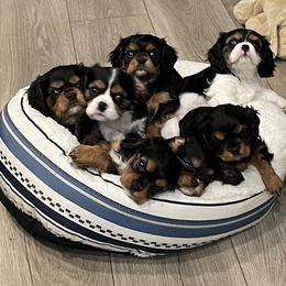Cavalier King Charles Spaniel Puppies from Meant To Be Cavalier King Charles Spaniels