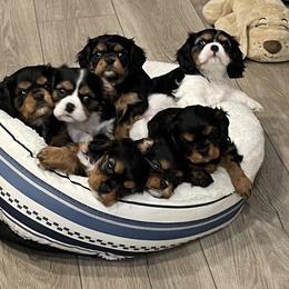 Cavalier King Charles Spaniel Puppies from Meant To Be Cavalier King Charles Spaniels