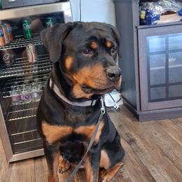 Freyja - Rottweiler