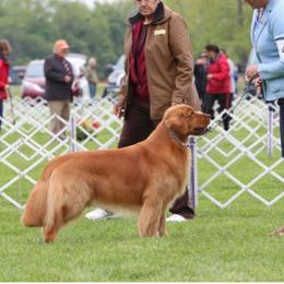 Golden Retriever Puppies from Kim Kelley
