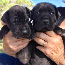 Great Dane Puppies from Velocity Great Danes