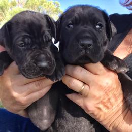 Great Dane Puppies from Velocity Great Danes