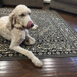 Bella - Goldendoodle