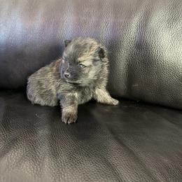 Boy 3 - Tri-colored male Pomeranian puppy in Woonsocket, Rhode Island from Precious Paws by Jai