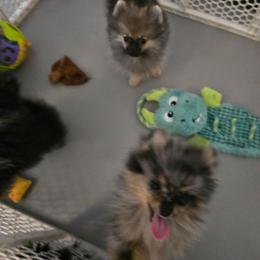 Copper - Blue merle male Pomeranian puppy in Ontario, Oregon from S'more Pomeranians