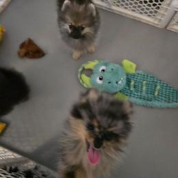 Copper - Blue merle male Pomeranian puppy in Ontario, Oregon from S'more Pomeranians