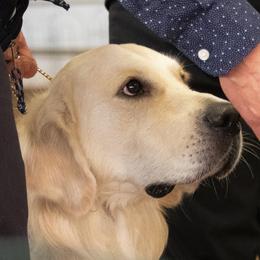 Ivan - Golden Retriever