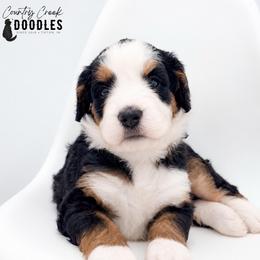 Jolene - Tri-color female Bernedoodle puppy in Tipton, Indiana from Country Creek Doodles
