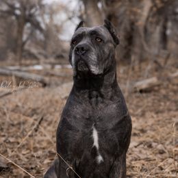 Shelby - Cane Corso