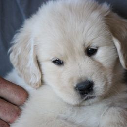 Golden Retriever Puppies from Cedar Goldens