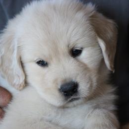 Golden Retriever Puppies from Cedar Goldens