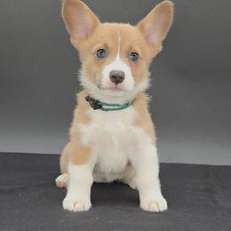 German Shepherd and Pembroke Welsh Corgi Puppies from J&R Shepherds & Corgis