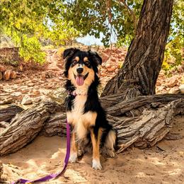 Adi - Australian Shepherd