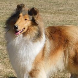 Collies from Travler Collies