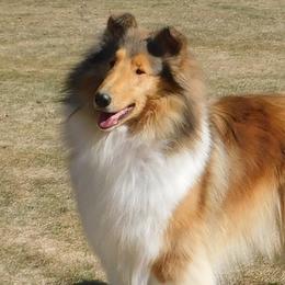Collies from Travler Collies