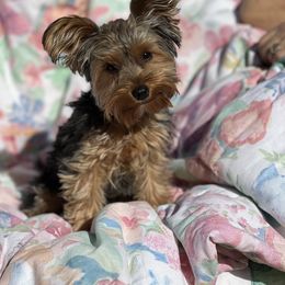 Violet - Yorkshire Terrier