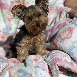 Violet - Yorkshire Terrier
