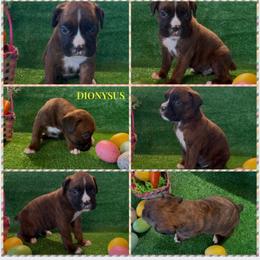 DIONYSUS -AKC - Brindle male Boxer puppy in Verden, Oklahoma from Bar H Boxers