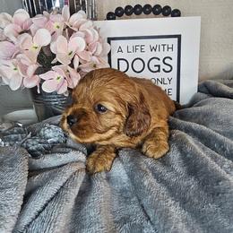 Cinnamon - Red female Cavapoo puppy in Decatur, Illinois from Petite Pups