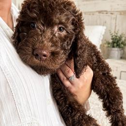 Red collar - Chocolate male Goldendoodle puppy in Christiana, Tennessee from Rechlicz Family Doodles